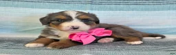 Bernedoodle dogs for sale: Pixie - Ad 1