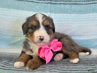 Bernedoodle dogs Pixie - Ad 21