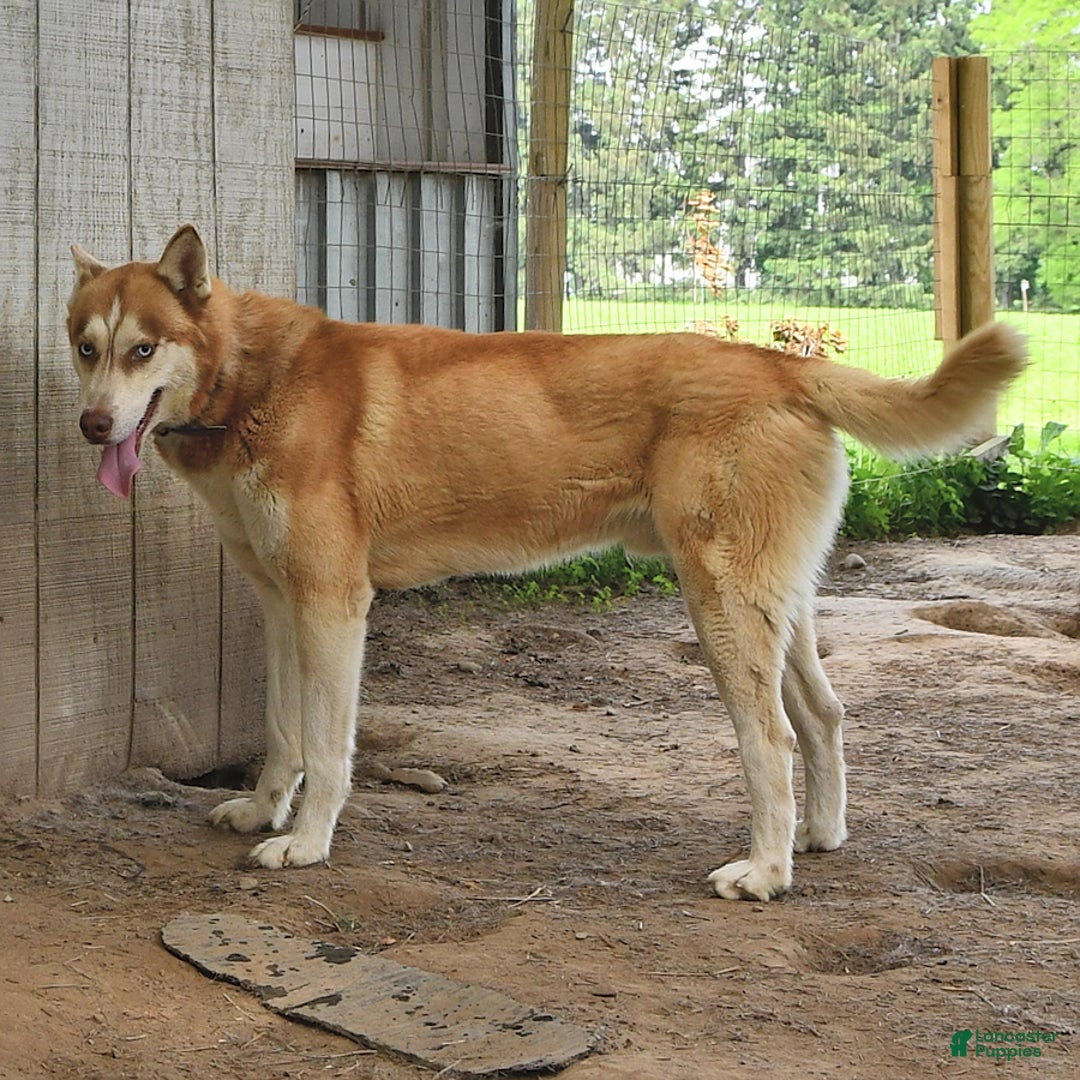 Siberian Husky dogs for sale: Blaze - Ad 5