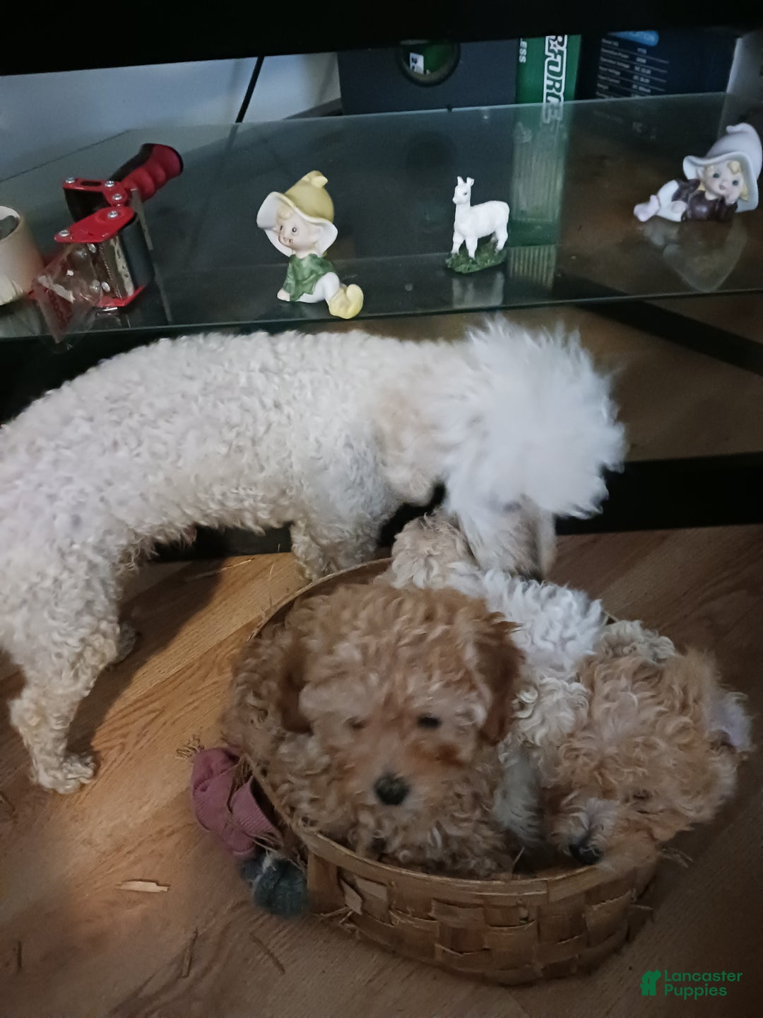 Toy Poodle dogs for sale: Dolly - Ad 7