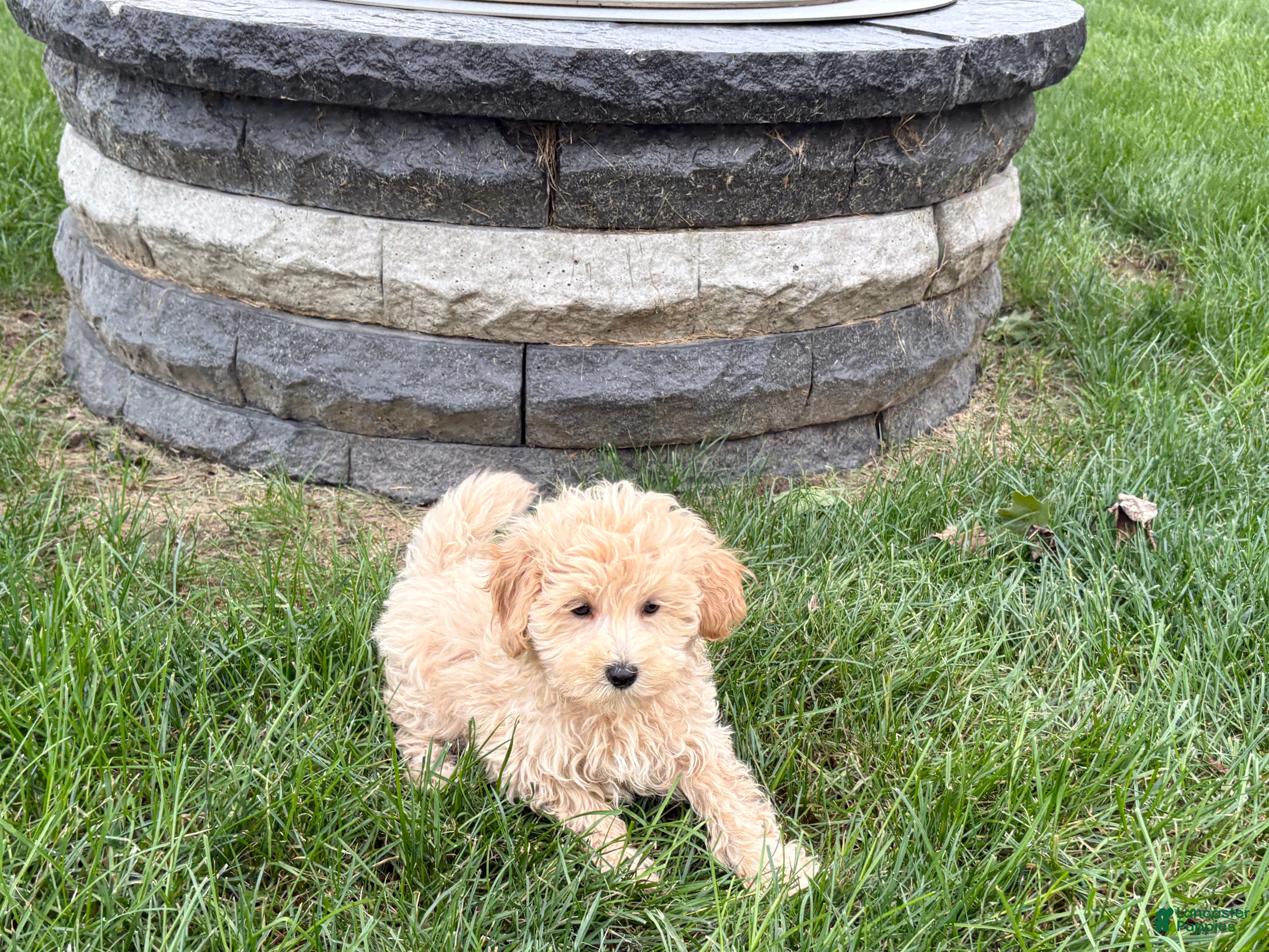 Maltipoo dogs Jesse  - Ad 2