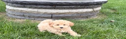 Maltipoo dogs for sale: Jesse  - Ad 2