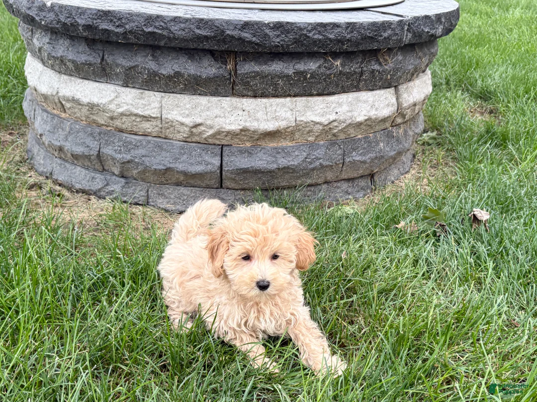 Maltipoo dogs for sale: Jesse  - Ad 2