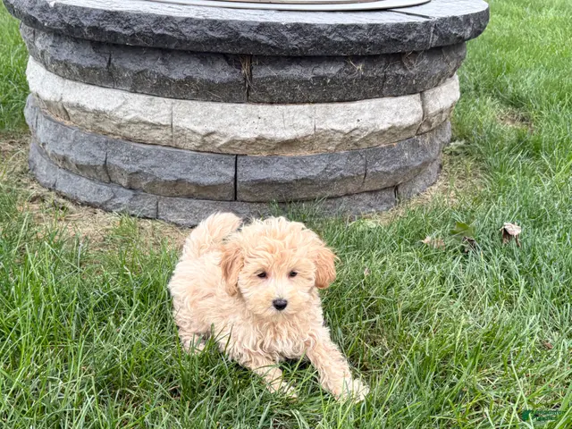 Maltipoo dogs for sale: Jesse - Ad 2