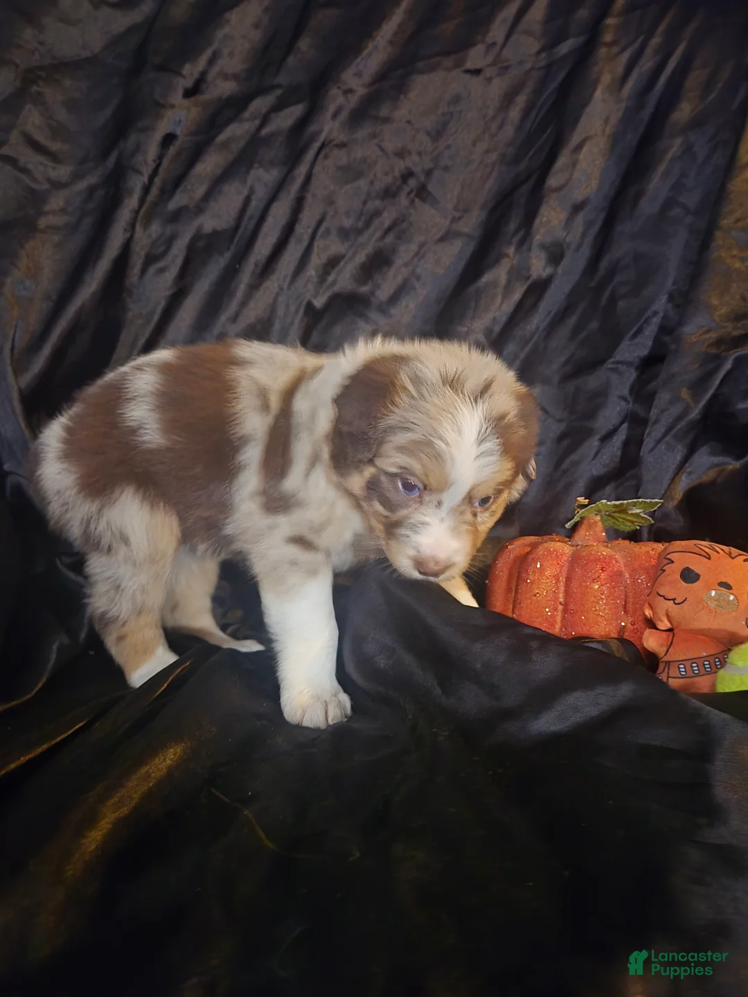 Australian Shepherd dogs for sale: "Peach" Red girly (blue & brown eyes) - Ad 2