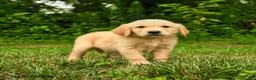 Golden Retriever dogs for sale: Miles - Ad 4
