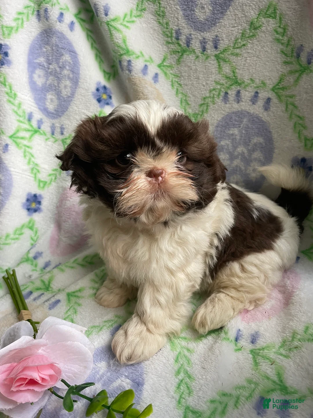 Shih Tzu dogs for sale: Faith - Ad 2