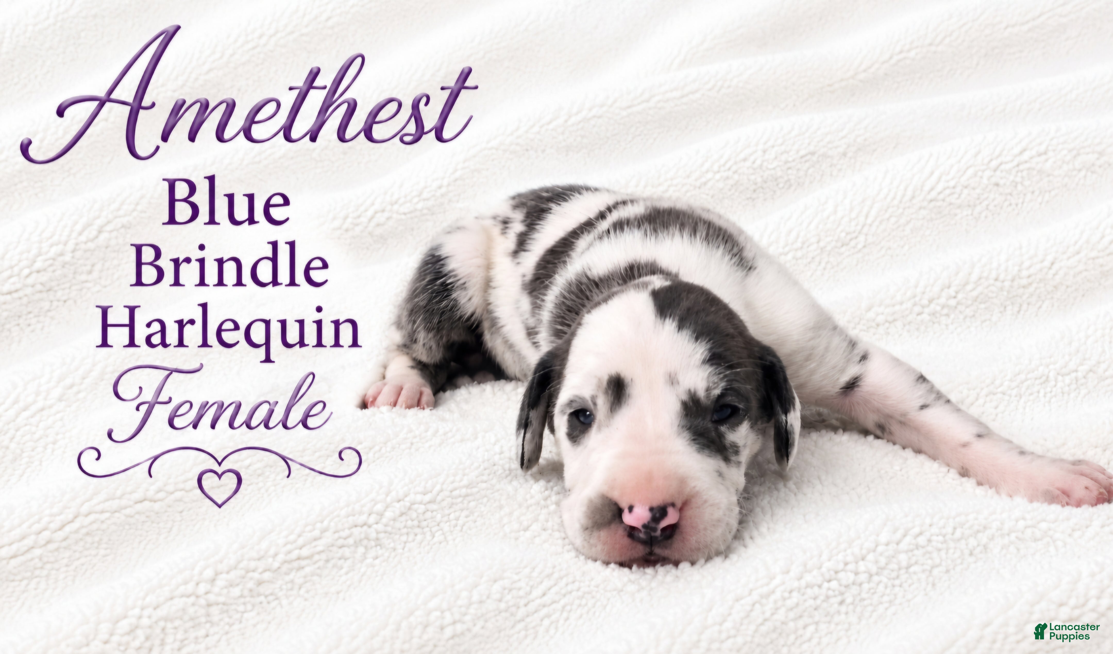Great Dane dogs for sale: Amethyst  - Ad 1