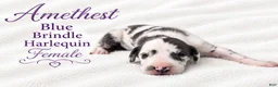 Great Dane dogs for sale: Amethyst  - Ad 1