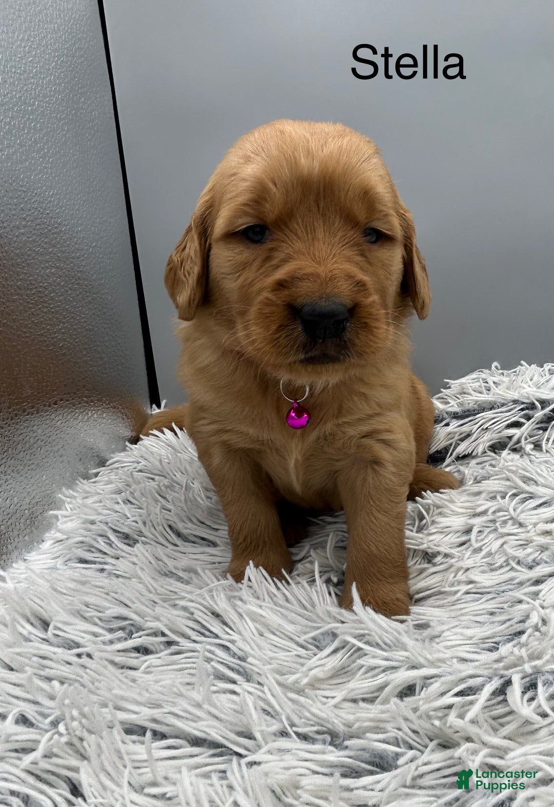 Golden Retriever dogs for sale: Golden Retriever Puppy - Stella - Ad 5