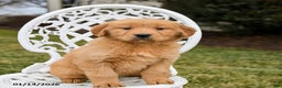 Golden Retriever dogs for sale: Piper - Ad 4