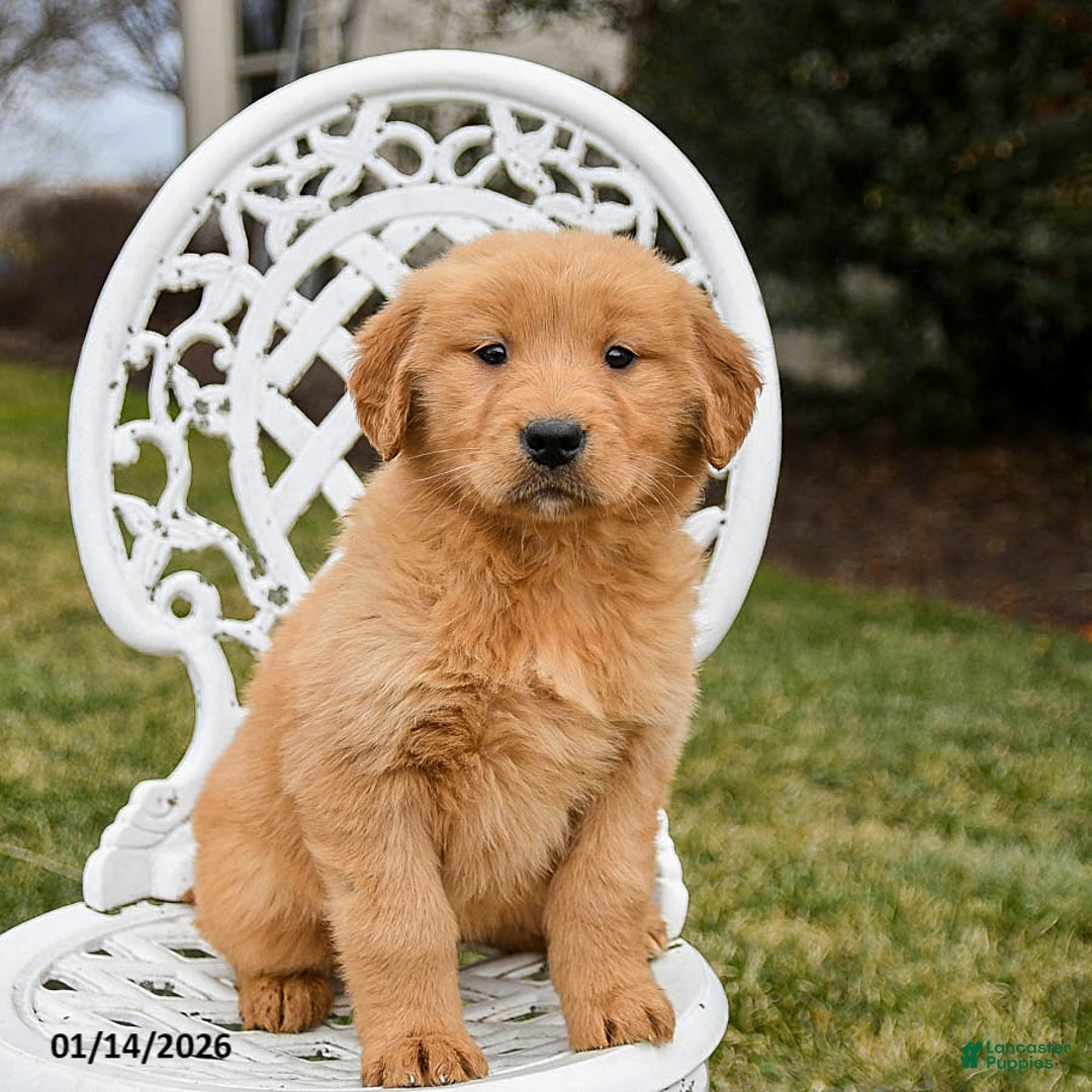 Golden Retriever dogs for sale: Piper - Ad 4