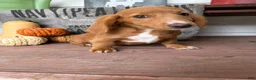 Miniature Dachshund dogs for sale: Ella - Ad 3