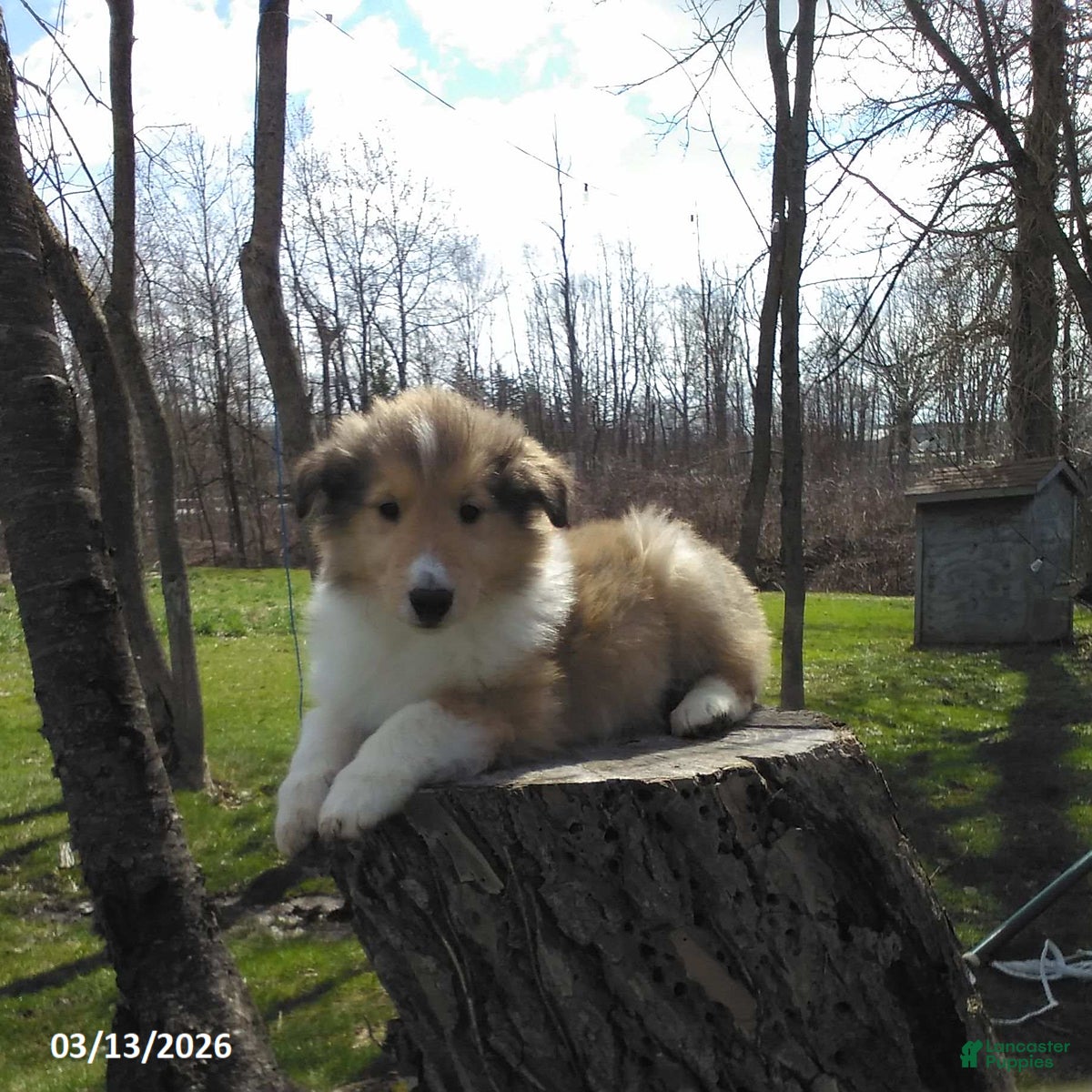 Collie dogs Pokey - Ad 1