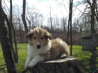 Collie dogs for sale: Pokey - Ad 4