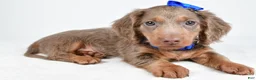 Miniature Dachshund dogs for sale: Titan - Ad 1