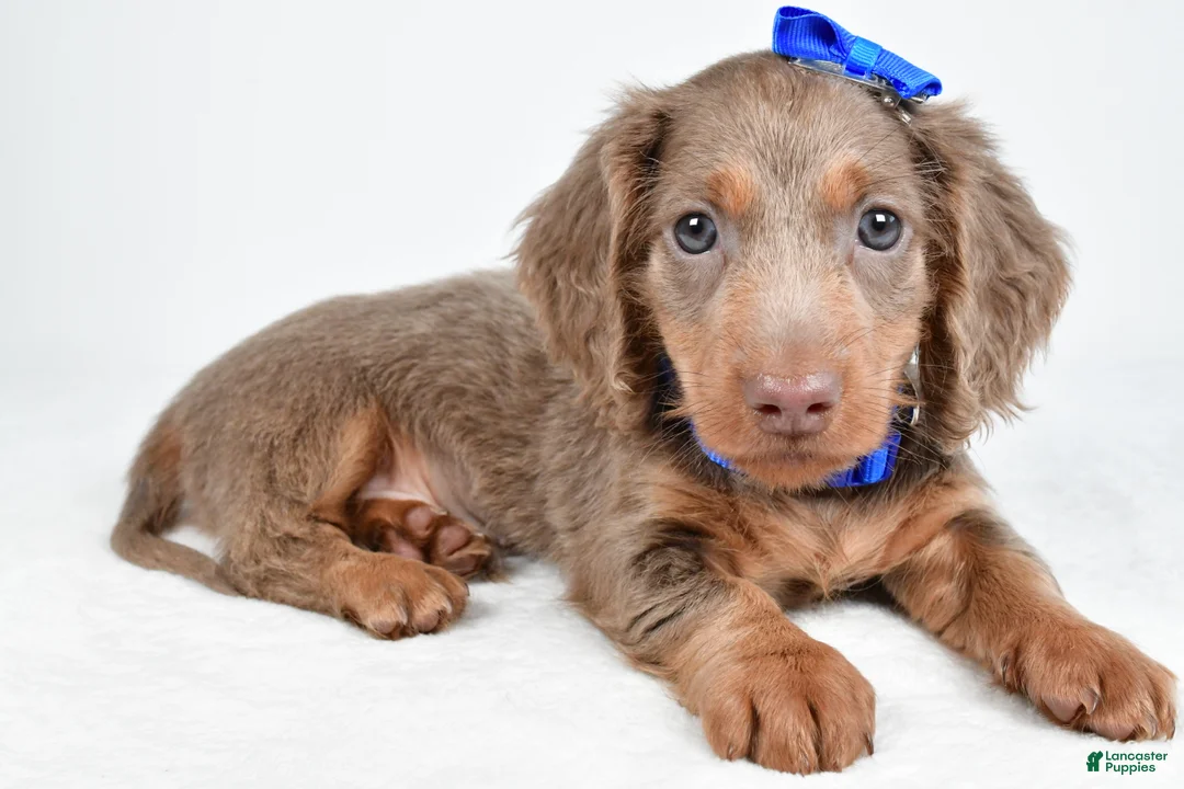 Miniature Dachshund dogs for sale: Titan - Ad 1