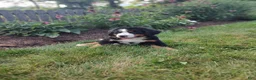 Bernese Mountain Dog dogs for sale: Lee - Ad 3