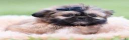 Shih Tzu dogs for sale: Grizzie - Ad 3