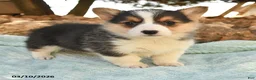 Welsh Corgi Pembroke dogs for sale: Ruby - Ad 2