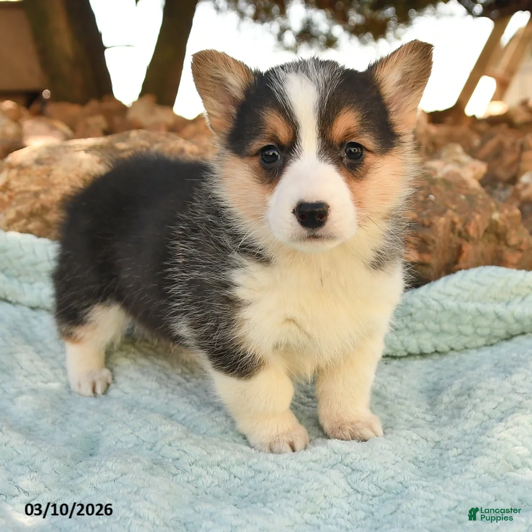 Welsh Corgi Pembroke dogs for sale: Ruby - Ad 2