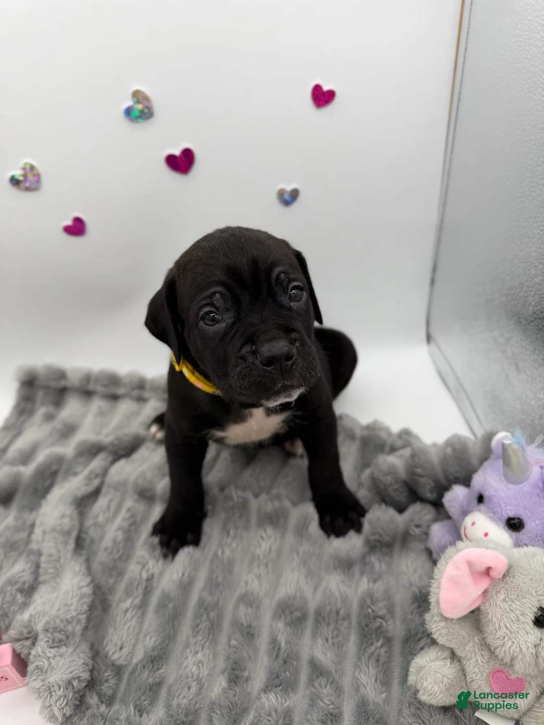 Cane Corso dogs for sale: Cane Corso Puppy 1 - Ad 4