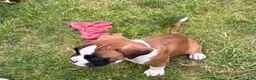 Boxer dogs for sale: Boxer 2 Chayenne  - Ad 5