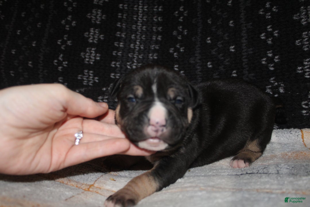 American Bully dogs for sale: Moose  - Ad 7