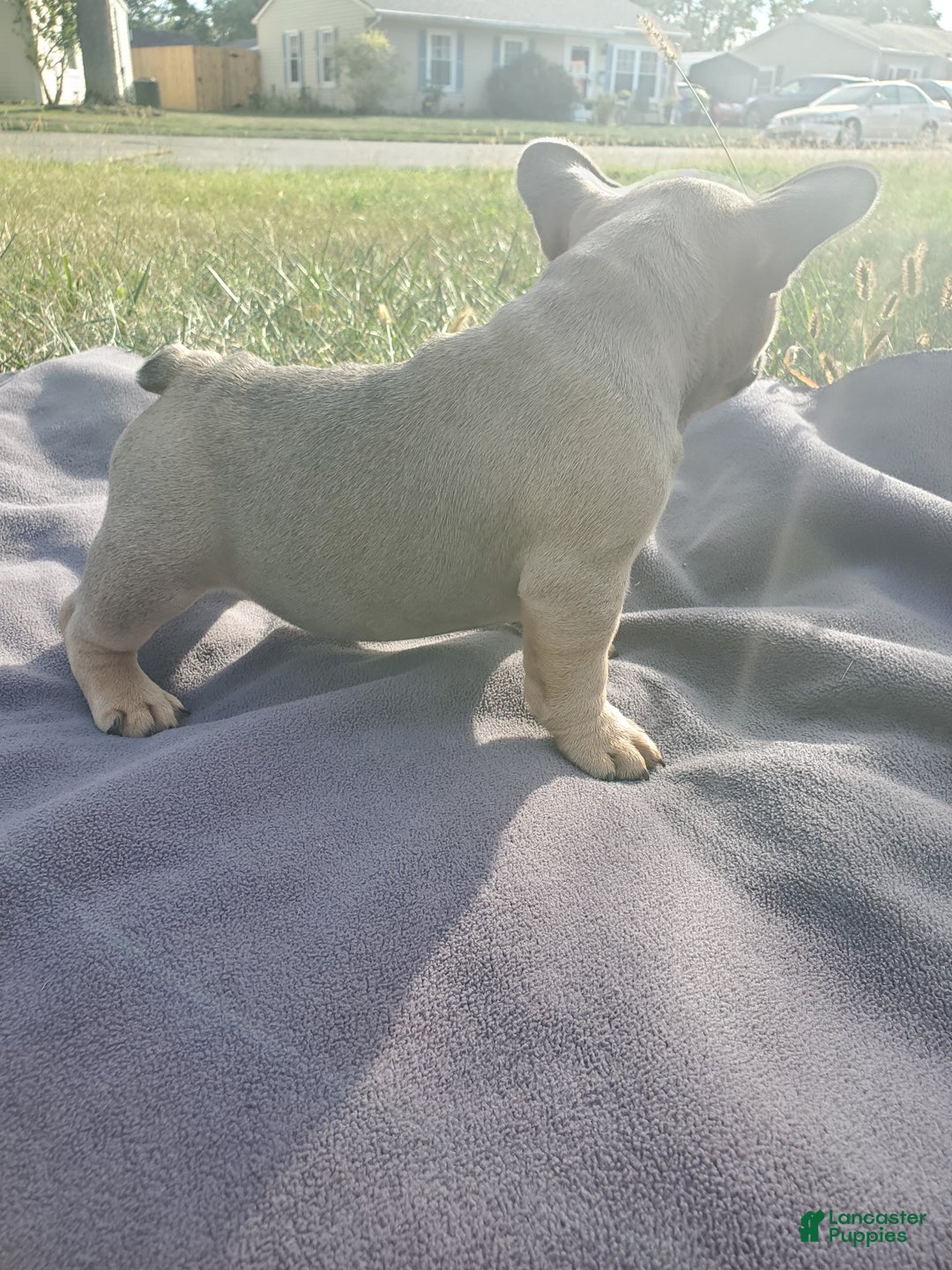 French Bulldog dogs for sale: Emma - Ad 3