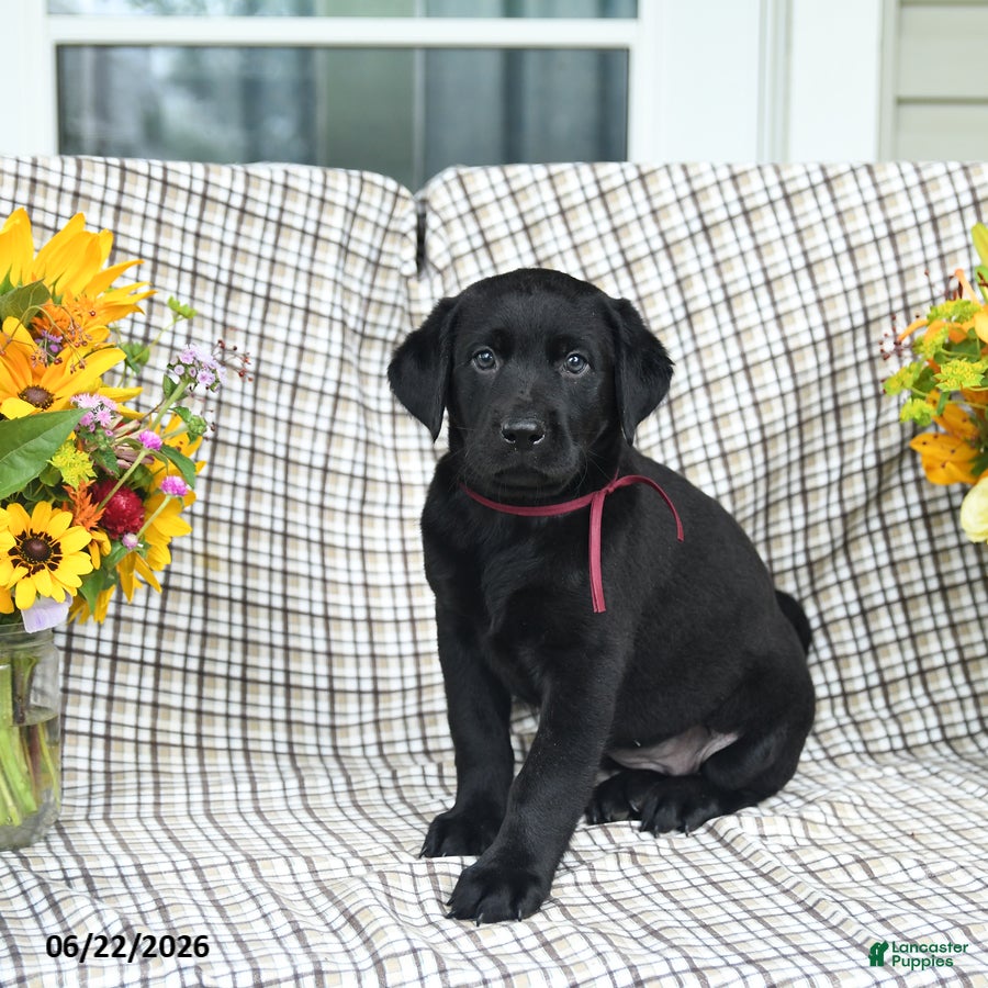 Labrador Retriever dogs for sale: Lollipop - Ad 3