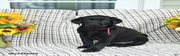 Labrador Retriever dogs for sale: Lollipop - Ad 1
