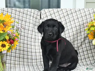 Labrador Retriever dogs for sale: Lollipop - Ad 3