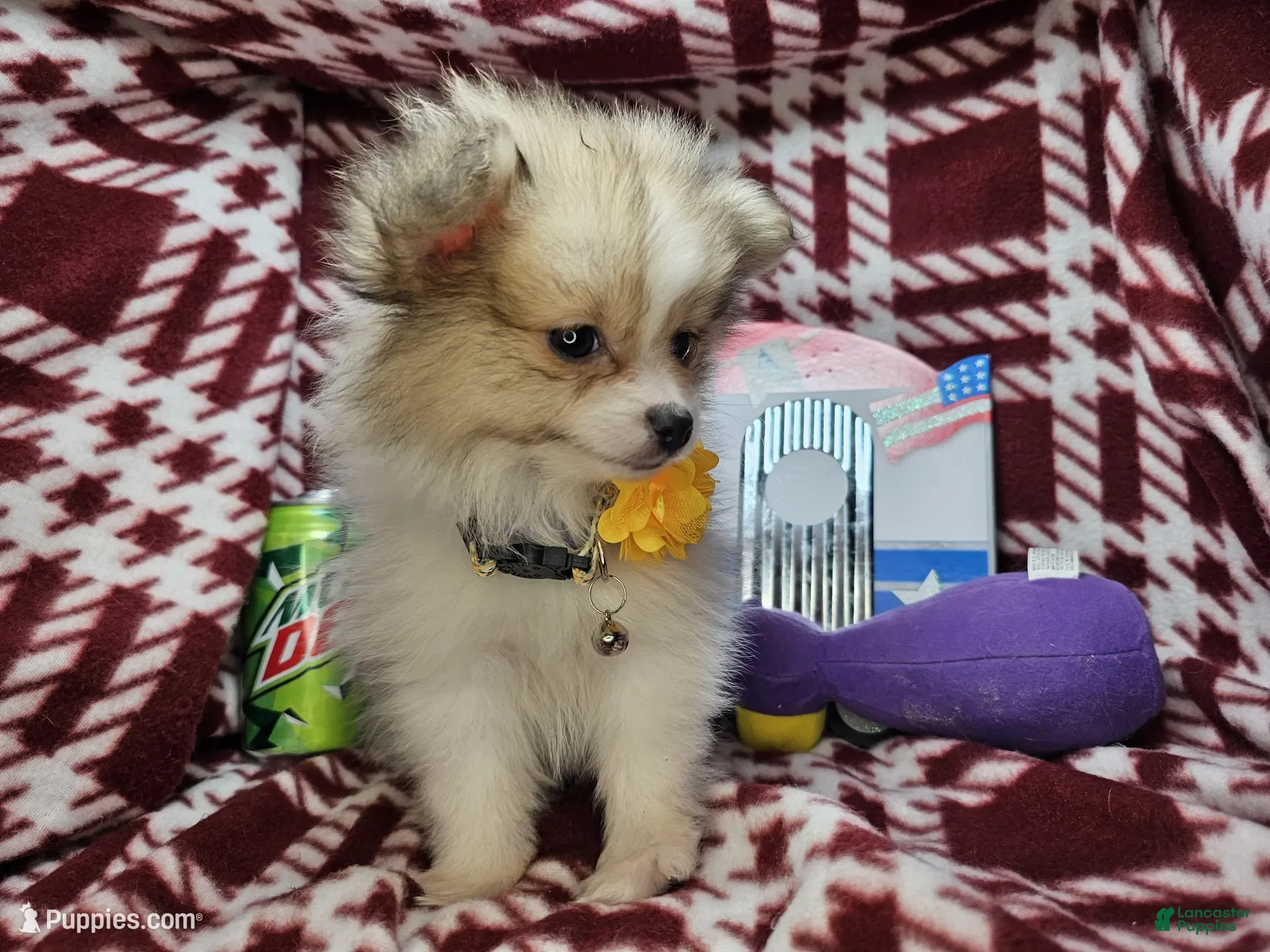 Pomeranian dogs for sale: Frairy Fancy - Ad 5