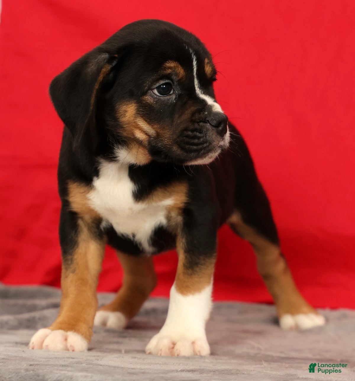 Beabull dogs Cassie - Ad 2