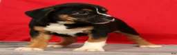 Beabull dogs for sale: Cassie - Ad 2