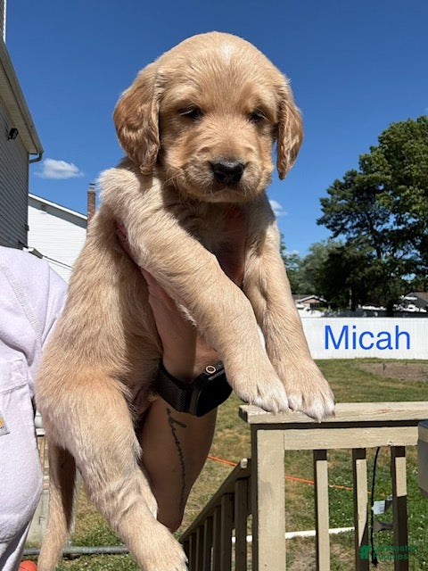 Goldendoodle dogs Micah - Ad 2