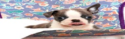 Boston Terrier dogs for sale: Blinker - Ad 2