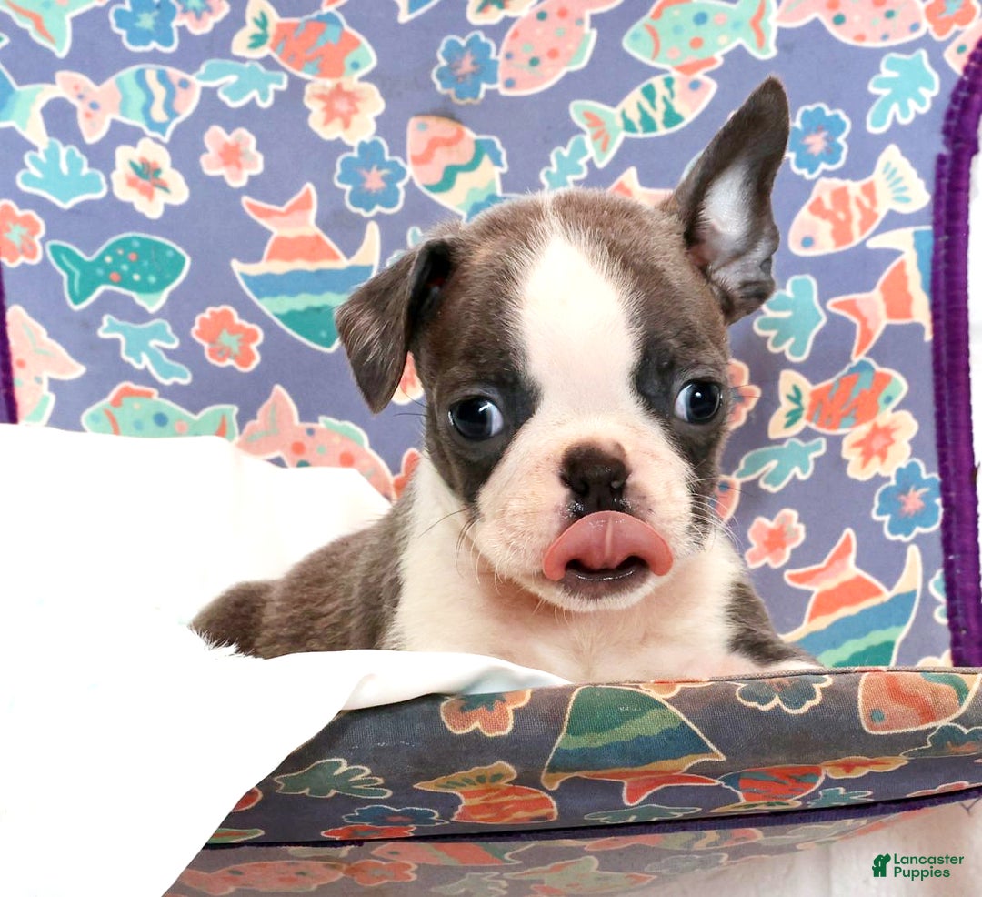 Boston Terrier dogs for sale: Blinker - Ad 2