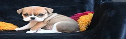 Mixed Breed dogs for sale: Macy - Ad 2
