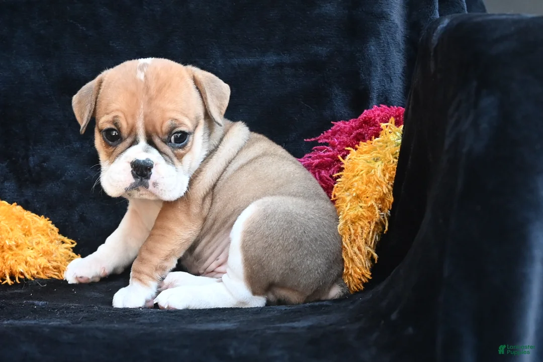 Mixed Breed dogs for sale: Macy - Ad 2