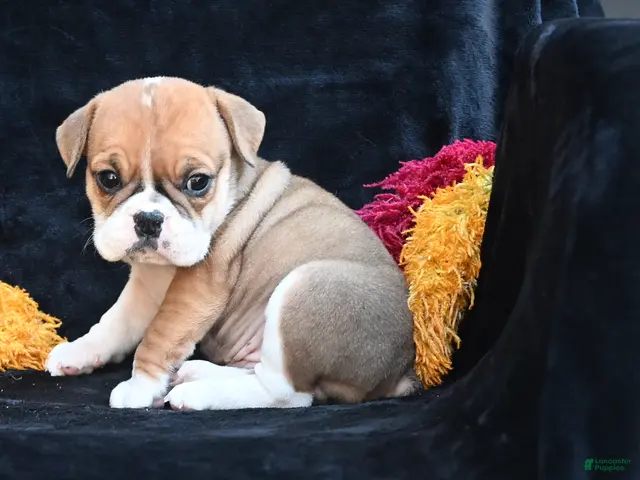 Mixed Breed dogs for sale: Macy - Ad 2