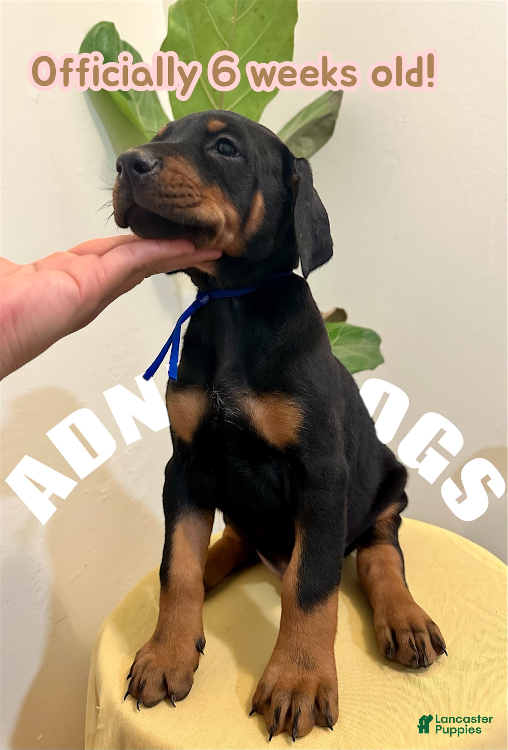 Doberman Pinscher dogs Doberman Pinscher (Male) - Ad 15