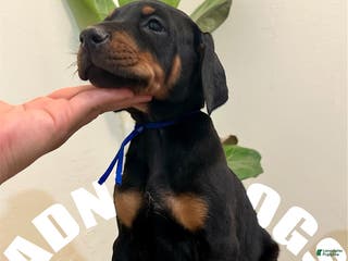 Doberman Pinscher dogs Doberman Pinscher (Male) - Ad 15