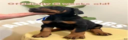 Doberman Pinscher dogs for sale: Doberman Pinscher (Male) - Ad 4