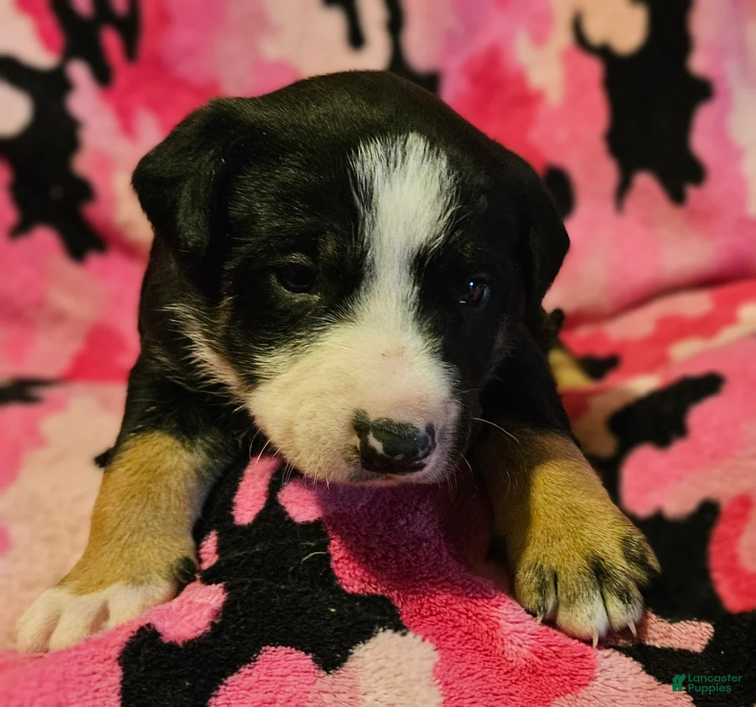 Border Collie dogs for sale: Pete (Call-Text) - Ad 2