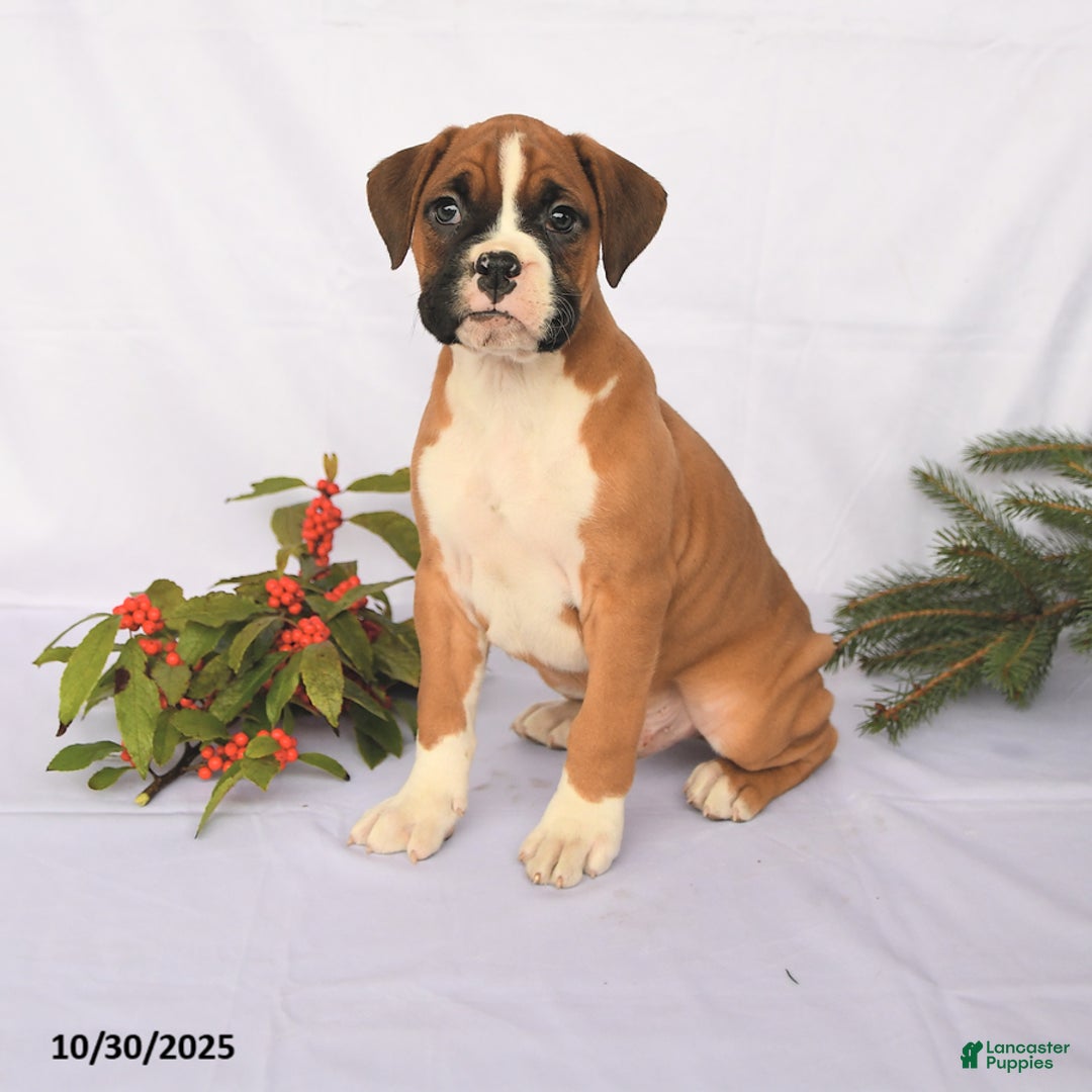 Boxer dogs for sale: Trevor - Ad 3