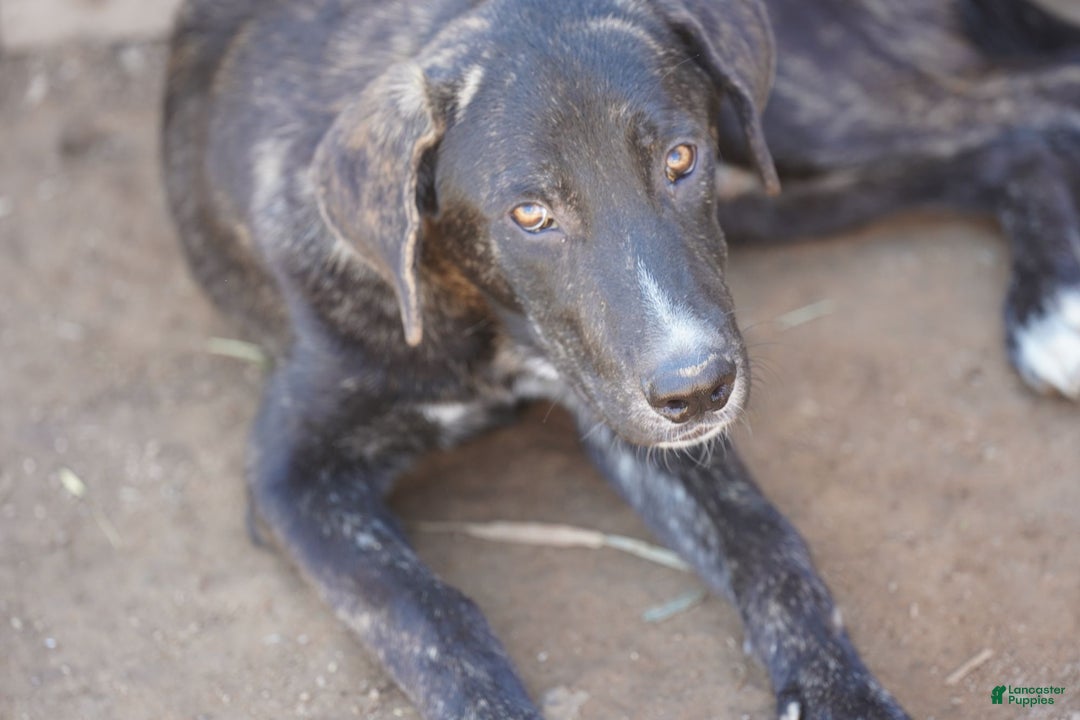 Mixed Breed dogs for sale: Bear Tiscar Farm Dog - Ad 9