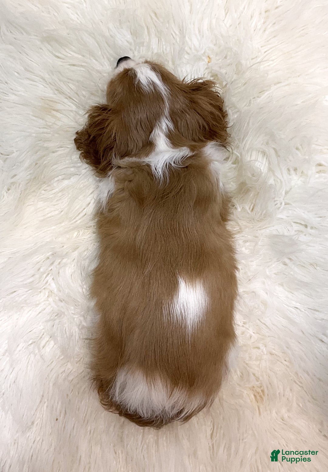 Cavalier King Charles Spaniel dogs for sale: Larry - Ad 4
