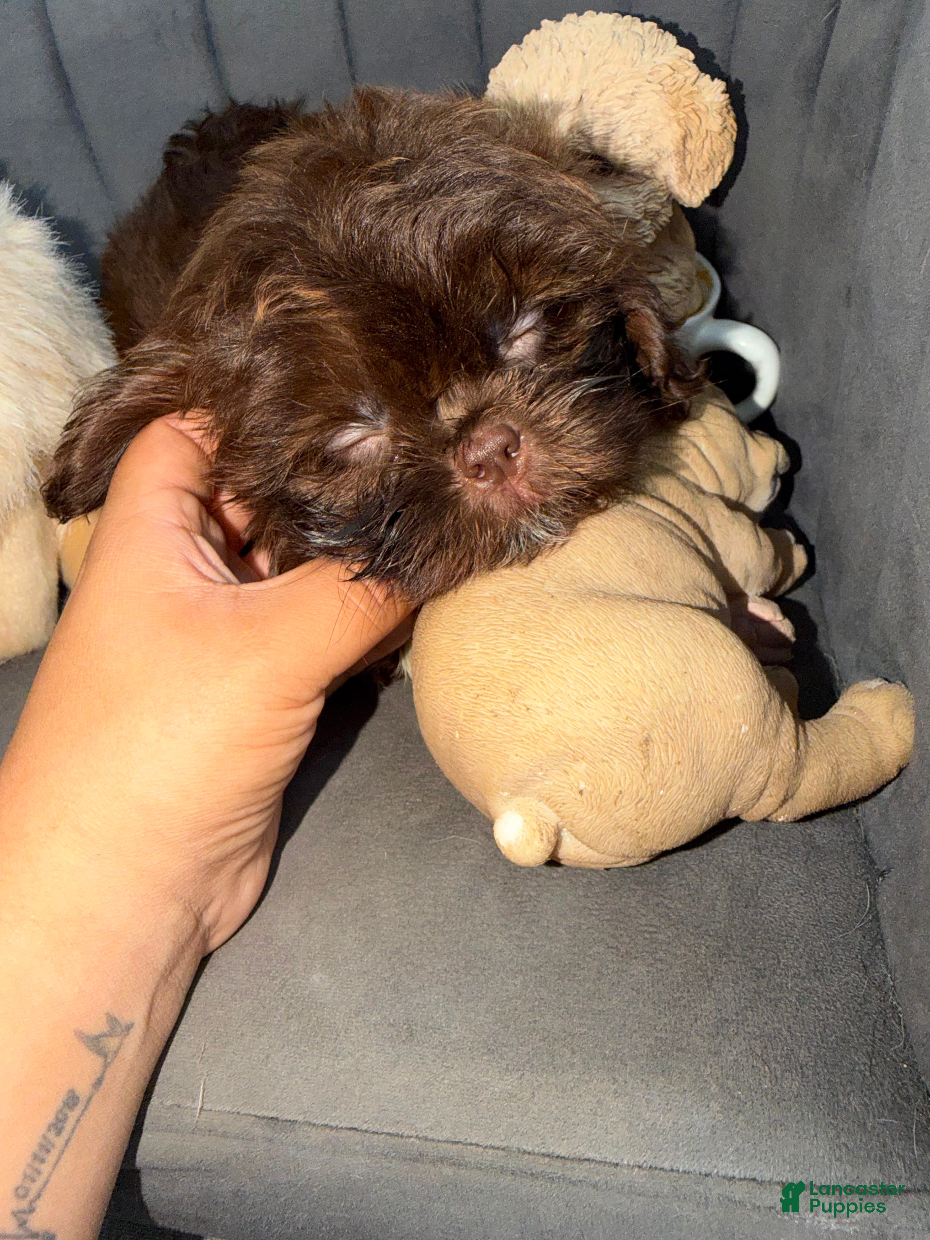 Shih Tzu dogs Shih Tzu 1 Nico - Ad 1