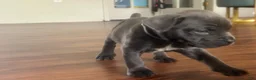 Cane Corso dogs for sale: Cane Corso Puppy 4 - Ad 1
